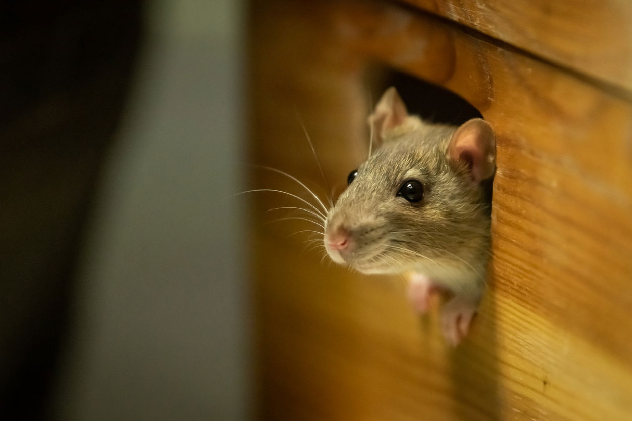 How to keep mice out of storage unit
